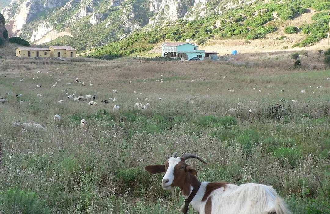 Agriturismo Sa Rocca-1