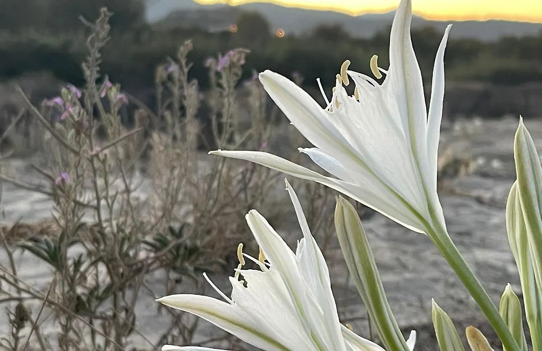 Sunrise Sardinia Posada-1