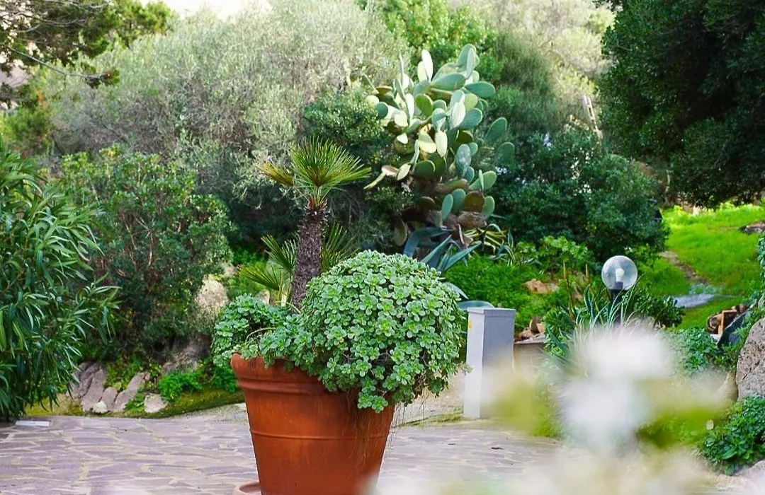 L'Olivastro Appartamenti A Porto Cervo-1