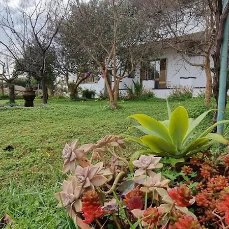 Piras Armando-3