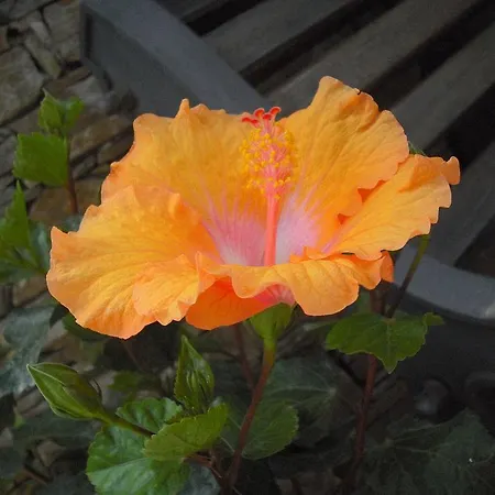 B&B Hibiscus-3