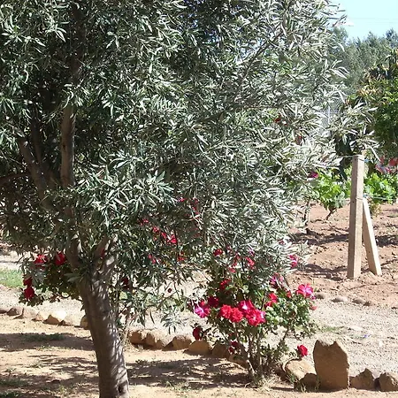 B&B Il Vigneto-2